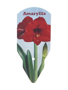 No Brand - Amaryllis Orange 40+ -kukkasipuli | Stockmann