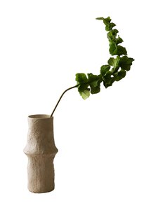 Botané - Green Bells of Ireland -koristekukka - GREEN | Stockmann