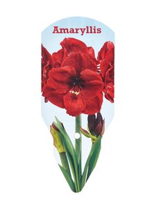 No Brand - Amaryllis 40/+ -kukkasipuli | Stockmann