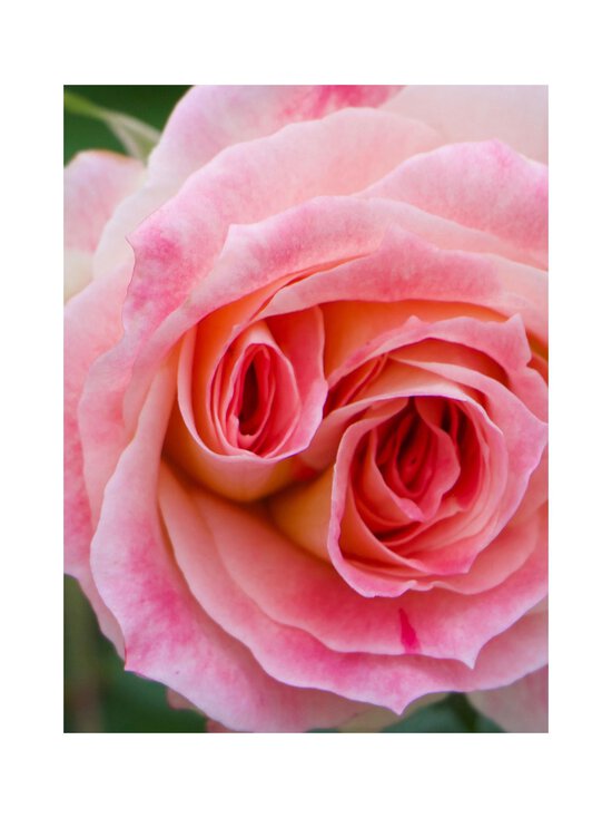 Maison Crivelli - Rose Saltifolia Eau de Parfum -tuoksu - NOCOL | Stockmann - photo 6