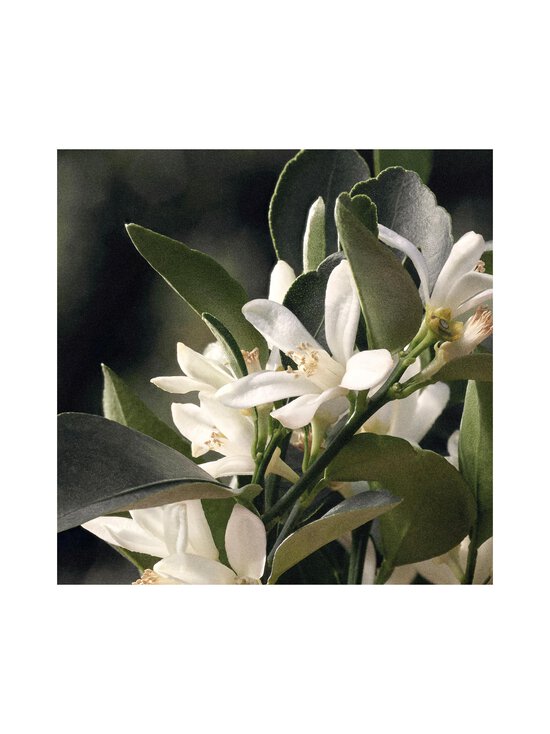 Chloe - Rose Naturelle EdP -tuoksu 30 ml - NOCOL - photo 5 Chloe - Rose Naturelle EdP -tuoksu 30 ml - NOCOL | Stockmann - photo 5