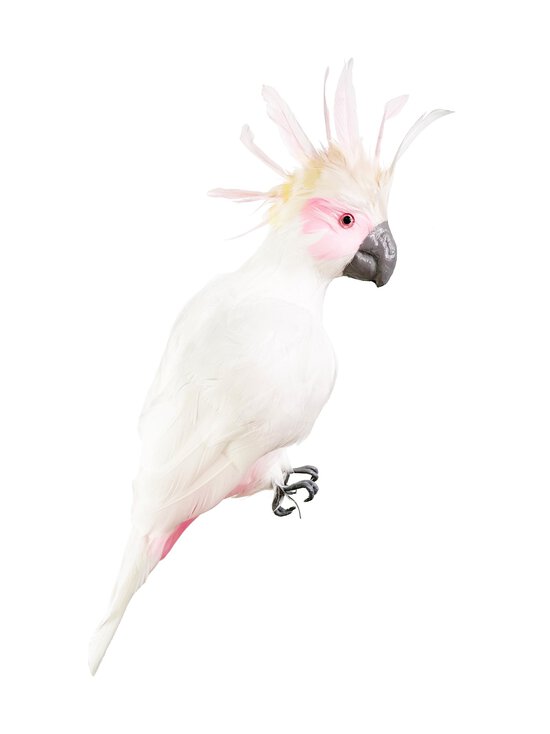Shishi - Parrot-koriste 45 cm - WHITE | Stockmann - photo 1