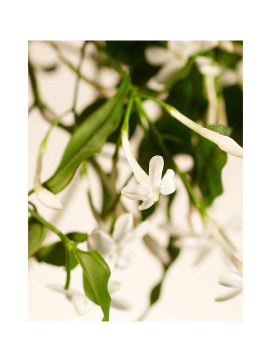 Rituals - Private Collection Sweet Jasmine Fragrance Sticks -tuoksutikut - NOCOL | Stockmann - photo 3