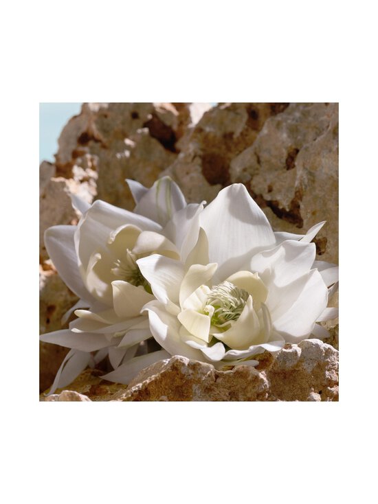 Dolce & Gabbana - Q Elixir -tuoksu - NOCOL | Stockmann - photo 6