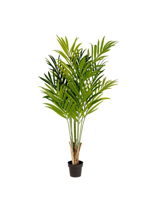 Palmera-tekokasvi