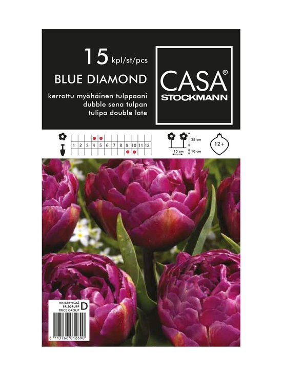 Kerrottu myöhäinen tulppaani -kukkasipulit