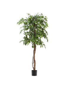 Kave Home - Ficus-tekokasvi - VIHREÄ | Stockmann