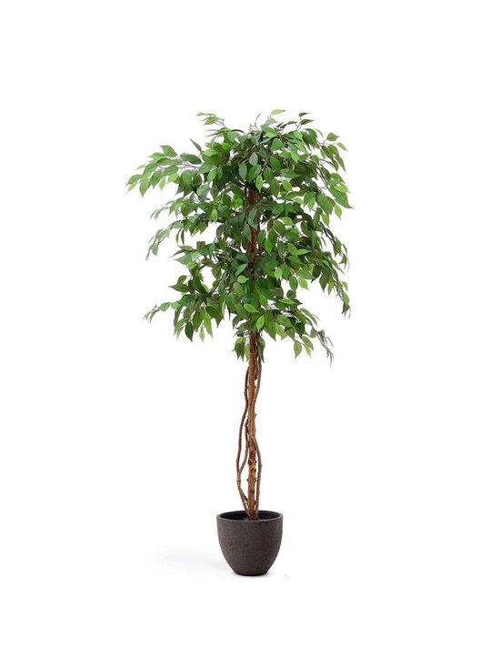Kave Home - Ficus-tekokasvi - VIHREÄ - photo 6 Kave Home - Ficus-tekokasvi - VIHREÄ | Stockmann - photo 6