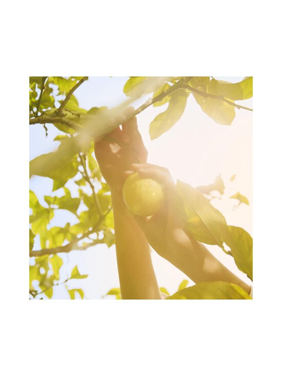 Maison Margiela - Replica Under The Lemon Trees EdT 100 ml - NOCOL - photo 4 Maison Margiela - Replica Under The Lemon Trees EdT 100 ml - NOCOL | Stockmann - photo 4