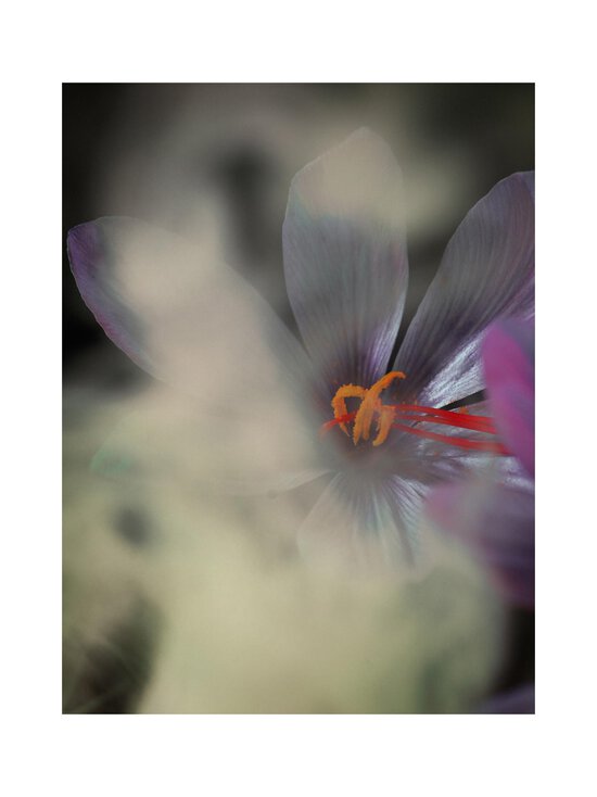 Maison Crivelli - Safran Secret Extrait de Parfum -tuoksu - NOCOL | Stockmann - photo 10