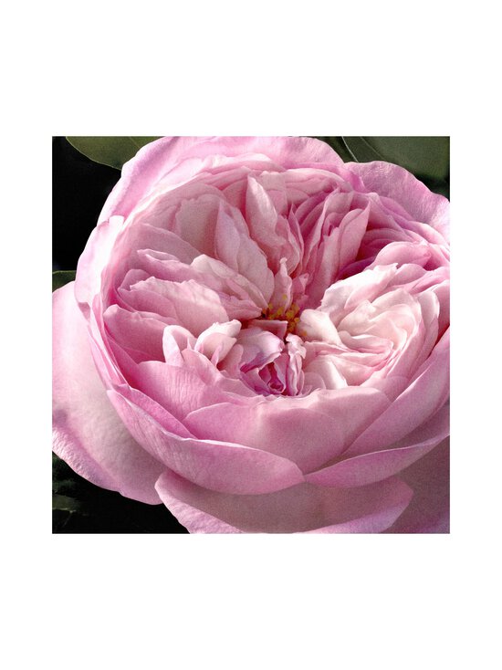 Chloe - Rose Naturelle Intense EdP -tuoksu 30 ml - NOCOL - photo 7 Chloe - Rose Naturelle Intense EdP -tuoksu 30 ml - NOCOL | Stockmann - photo 7