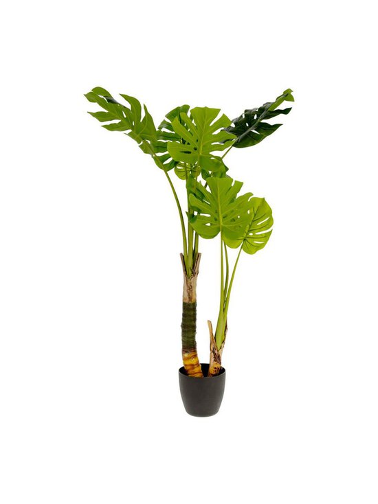 Monstera-tekokasvi