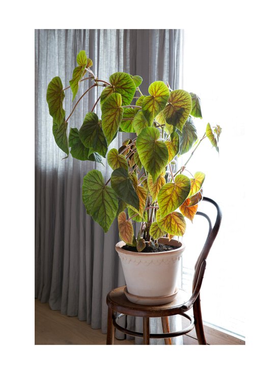 Bergs Potter - Københavner-ruukku Ø 21 cm - ROSA - photo 4 Bergs Potter - Københavner-ruukku Ø 21 cm - ROSA | Stockmann - photo 4