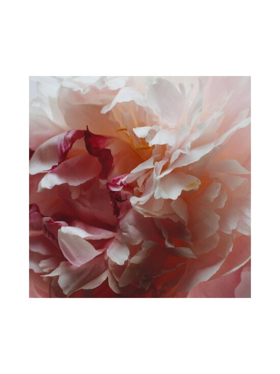 Jo Malone London - Peony & Blush Suede Hand Cream -käsivoide - NOCOL | Stockmann - photo 3