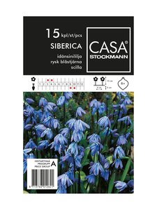 Casa Stockmann - Idänsinililja-kukkasipulit - SININEN Casa Stockmann - Idänsinililja-kukkasipulit - SININEN | Stockmann