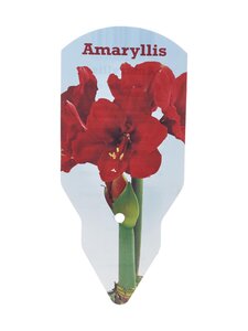 No Brand - Amaryllis 40/+ -kukkasipuli - RED | Stockmann