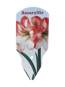 No Brand - Amaryllis 40/+ -kukkasipuli - PINK-WHITE | Stockmann