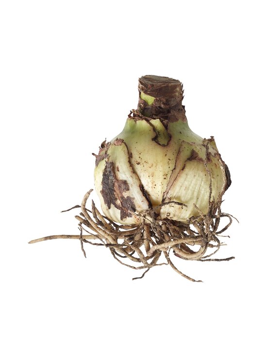 No Brand - Amaryllis 40/+ -kukkasipuli - PINK-WHITE - photo 2 No Brand - Amaryllis 40/+ -kukkasipuli - PINK-WHITE | Stockmann - photo 2