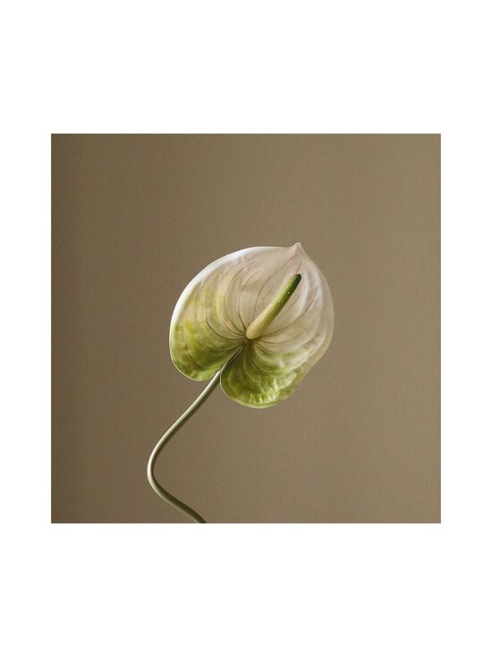 Botané - Light Green Anthurium -koristekukka - WHITE | Stockmann - photo 3