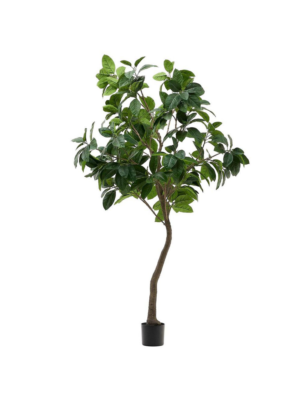Ficus-tekokasvi