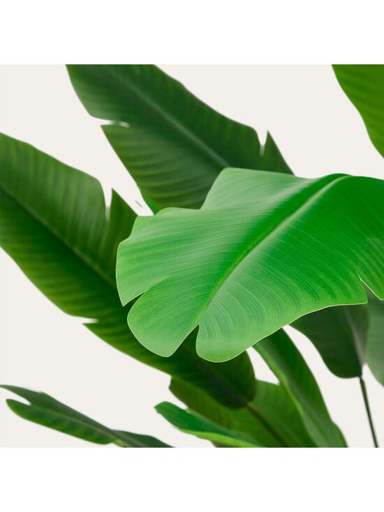 Kave Home - Banana-tekokasvi K 210 cm - GREEN | Stockmann - photo 3