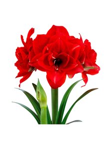 No Brand - Cherry Nymph Amaryllis -kukkasipuli No Brand - Cherry Nymph Amaryllis -kukkasipuli | Stockmann