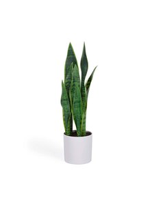Kave Home - Sansevieria-tekokasvi - VALKOINEN | Stockmann