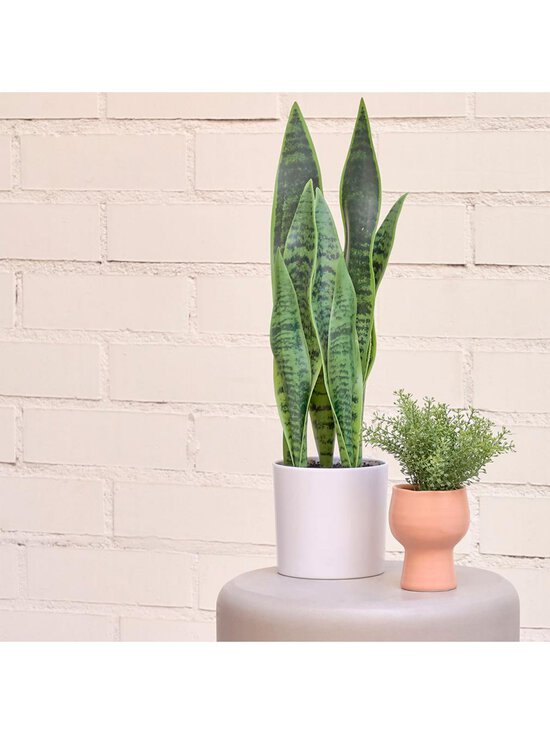 Kave Home - Sansevieria-tekokasvi - VALKOINEN - photo 5 Kave Home - Sansevieria-tekokasvi - VALKOINEN | Stockmann - photo 5