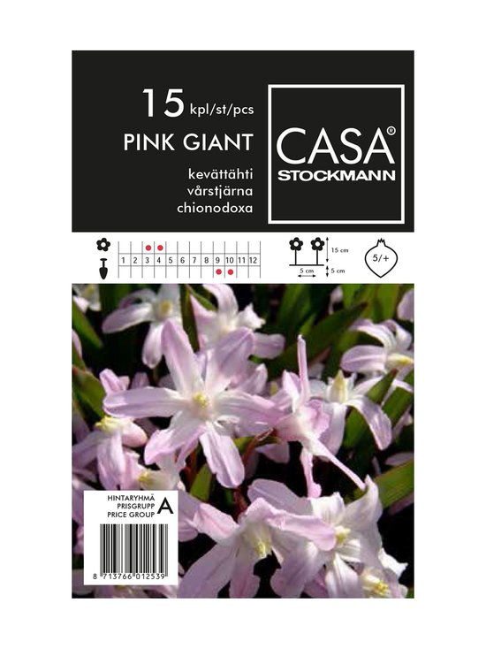 Spring Star puķu sīpoli