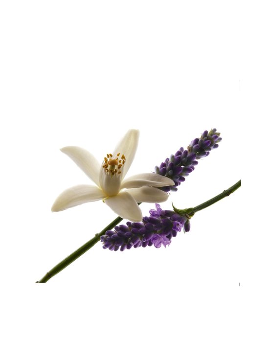 Yves Saint Laurent - Libre EdP 30 ml - NOCOL - photo 4 Yves Saint Laurent - Libre EdP 30 ml - NOCOL | Stockmann - photo 4