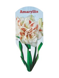No Brand - Amaryllis Nymph Double 36/38 -kukkasipuli - DOUBLE | Stockmann