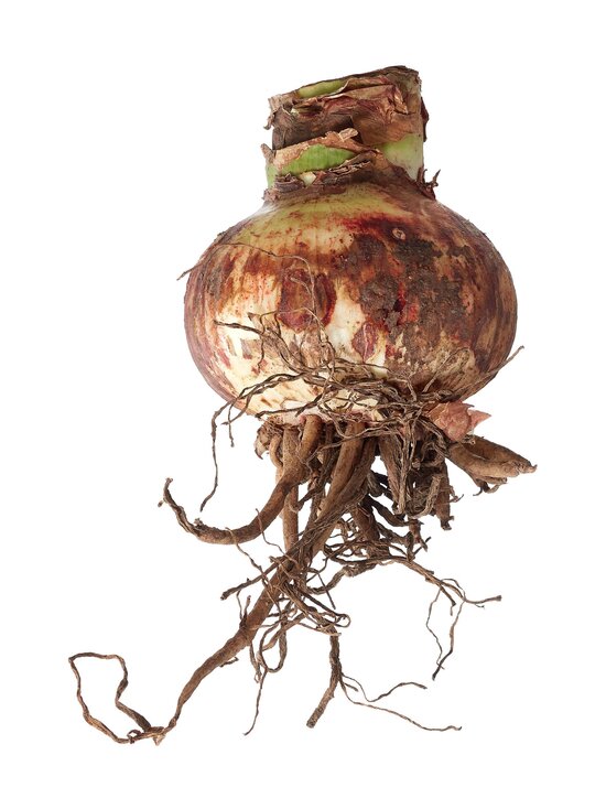 No Brand - Amaryllis Nymph Double 36/38 -kukkasipuli - DOUBLE - photo 2 No Brand - Amaryllis Nymph Double 36/38 -kukkasipuli - DOUBLE | Stockmann - photo 2