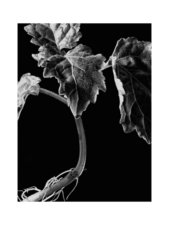 Maison Crivelli - Patchouli Magnetik Extrait de Parfum -tuoksu - NOCOL | Stockmann - photo 3