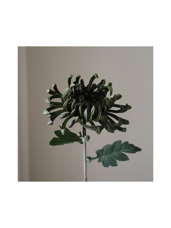 Botané - Chrysanthemum-tekokukka - DARK GREEN | Stockmann - photo 2