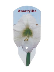 No Brand - Amaryllis 40+-kukkasipuli - WHITE | Stockmann