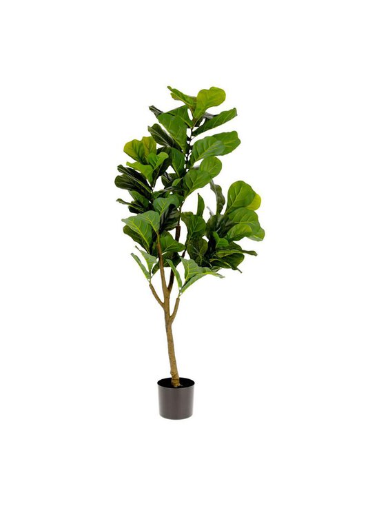 Ficus-tekokasvi
