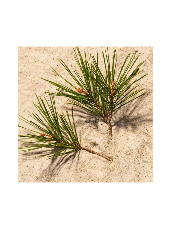 Chloé - Atelier Des Fleurs Pin Carmignac EdP -tuoksu - NOCOL | Stockmann - photo 10