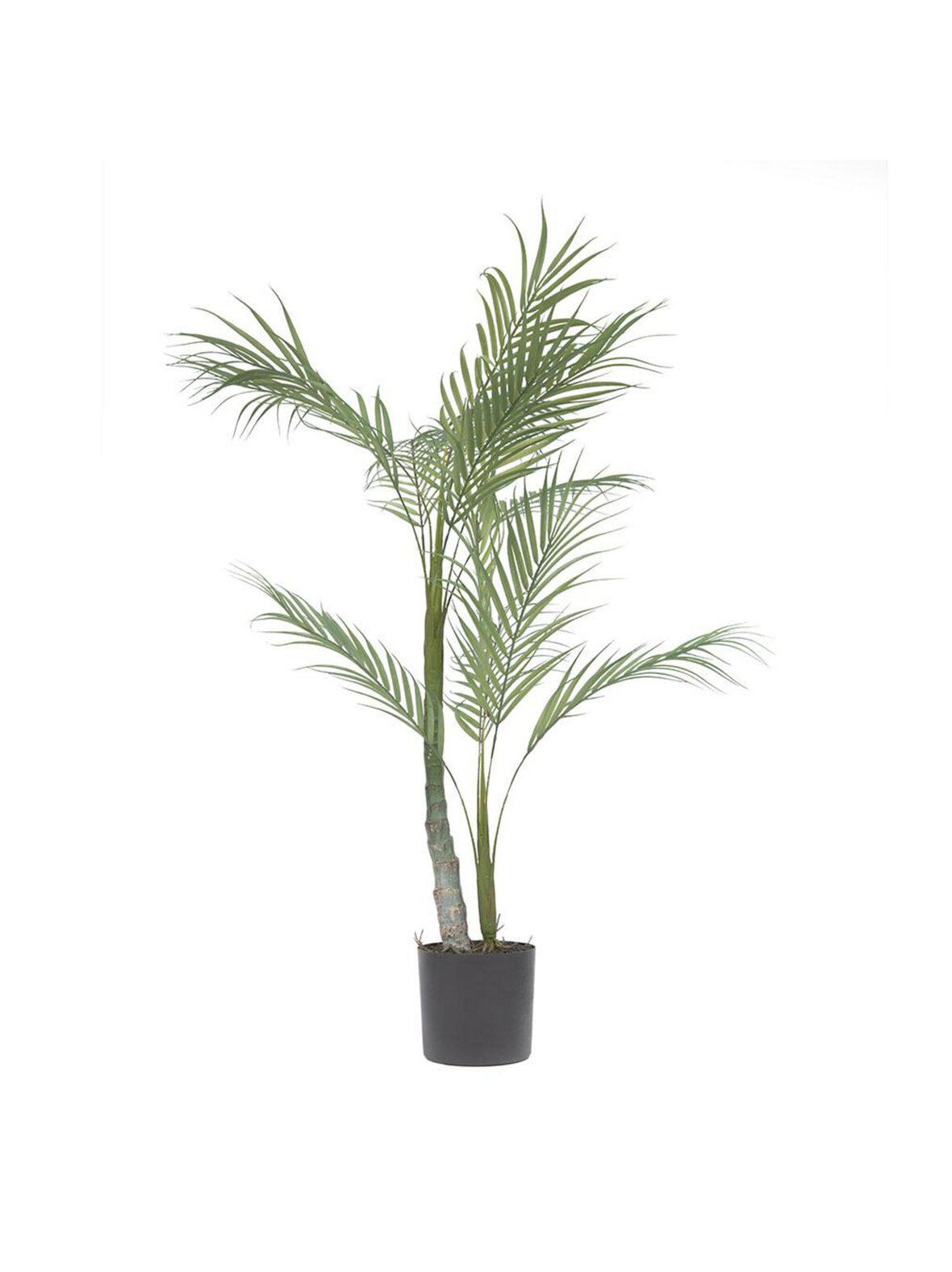 Palmera-tekokasvi k 70 cm