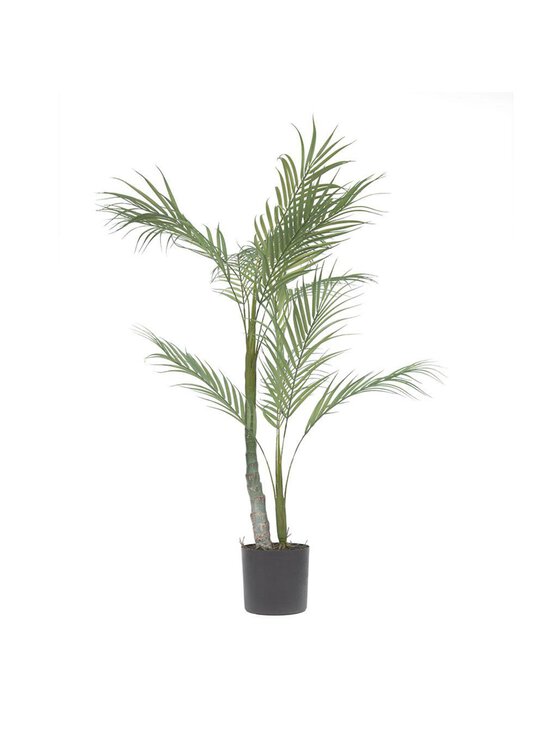 Palmera-tekokasvi