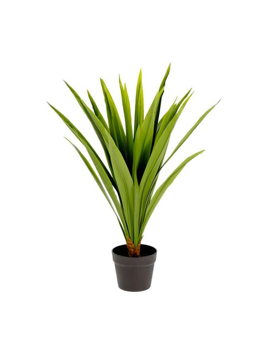 Yucca-tekokasvi