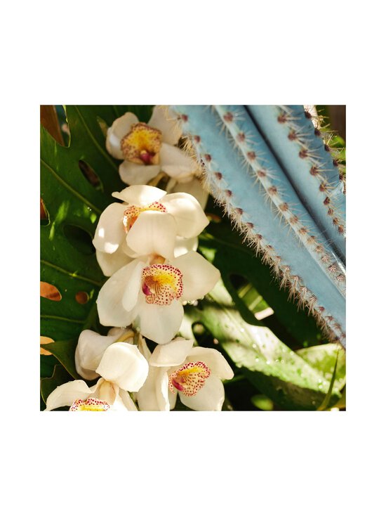 Sol de Janeiro - Refresco Paraiso Perfume Mist -tuoksusuihke 90 ml - NOCOL | Stockmann - photo 3