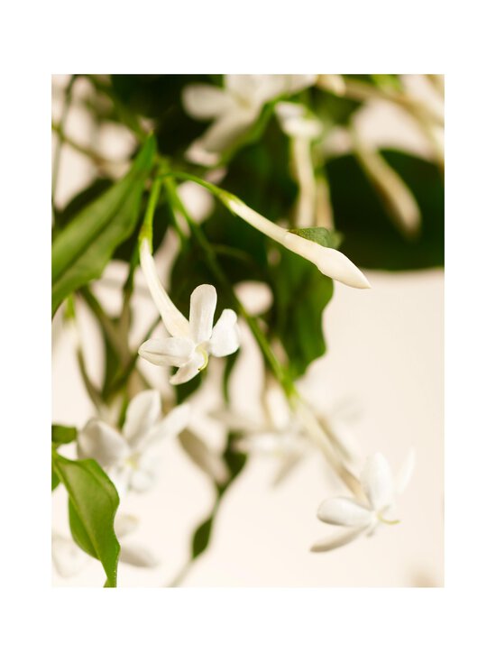 Rituals - Vedelseep, täitepakend Sweet Jasmine Refill Hand Wash, 600 ml - NOCOL | Stockmann - photo 2