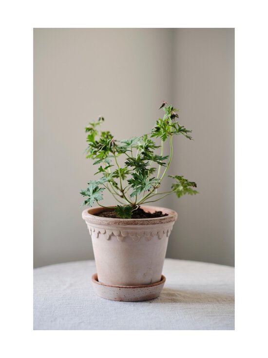 Bergs Potter - Københavner puķupods Ø 12 cm - ROSA - photo 2 Bergs Potter - Københavner puķupods Ø 12 cm - ROSA | Stockmann - photo 2