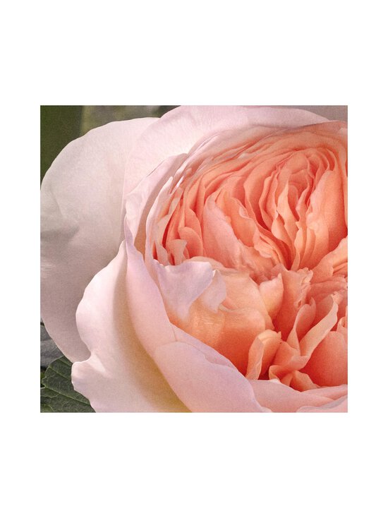 Chloe - Chloé EdT -tuoksu 30 ml - NOCOL - photo 7 Chloe - Chloé EdT -tuoksu 30 ml - NOCOL | Stockmann - photo 7