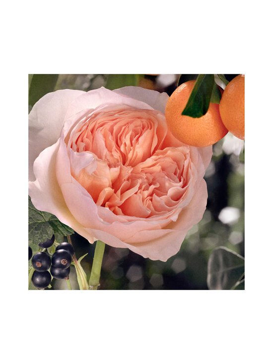Chloe - Chloé EdT -tuoksu 30 ml - NOCOL - photo 8 Chloe - Chloé EdT -tuoksu 30 ml - NOCOL | Stockmann - photo 8