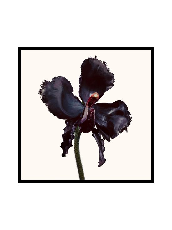 Tom Ford - Black Orchid Reserve EdP -tuoksu - NOCOL - photo 3 Tom Ford - Black Orchid Reserve EdP -tuoksu - NOCOL | Stockmann - photo 3