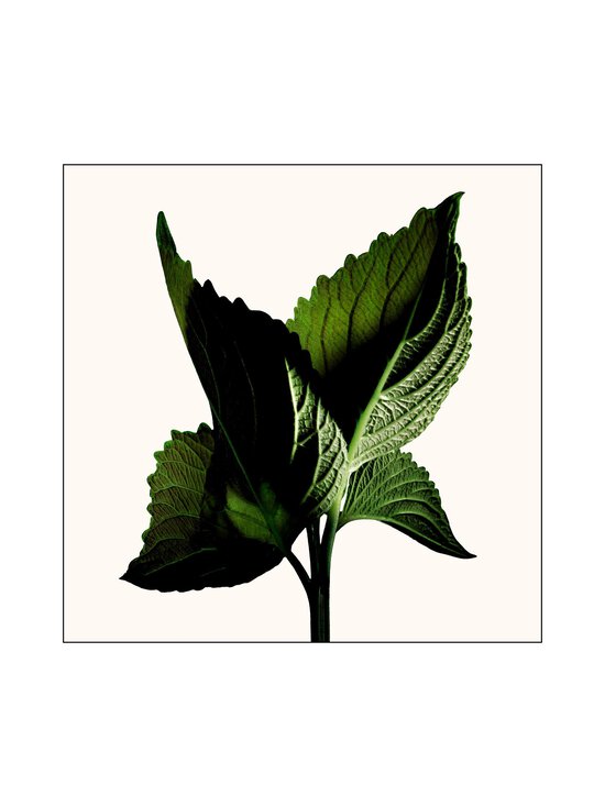 Tom Ford - Black Orchid Reserve EdP -tuoksu - NOCOL - photo 5 Tom Ford - Black Orchid Reserve EdP -tuoksu - NOCOL | Stockmann - photo 5