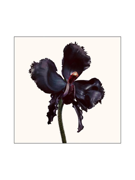 Tom Ford - Black Orchid Reserve EdP -tuoksu - NOCOL - photo 6 Tom Ford - Black Orchid Reserve EdP -tuoksu - NOCOL | Stockmann - photo 6