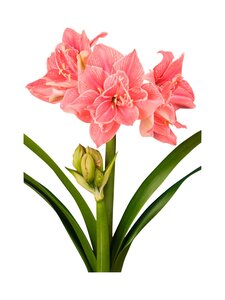 No Brand - Sweet Nymph Amaryllis -kukkasipuli | Stockmann