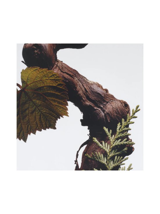 Jo Malone London - Cypress & Grapevine -tuoksukynttilä 200 g - NOCOL - photo 3 Jo Malone London - Cypress & Grapevine -tuoksukynttilä 200 g - NOCOL | Stockmann - photo 3